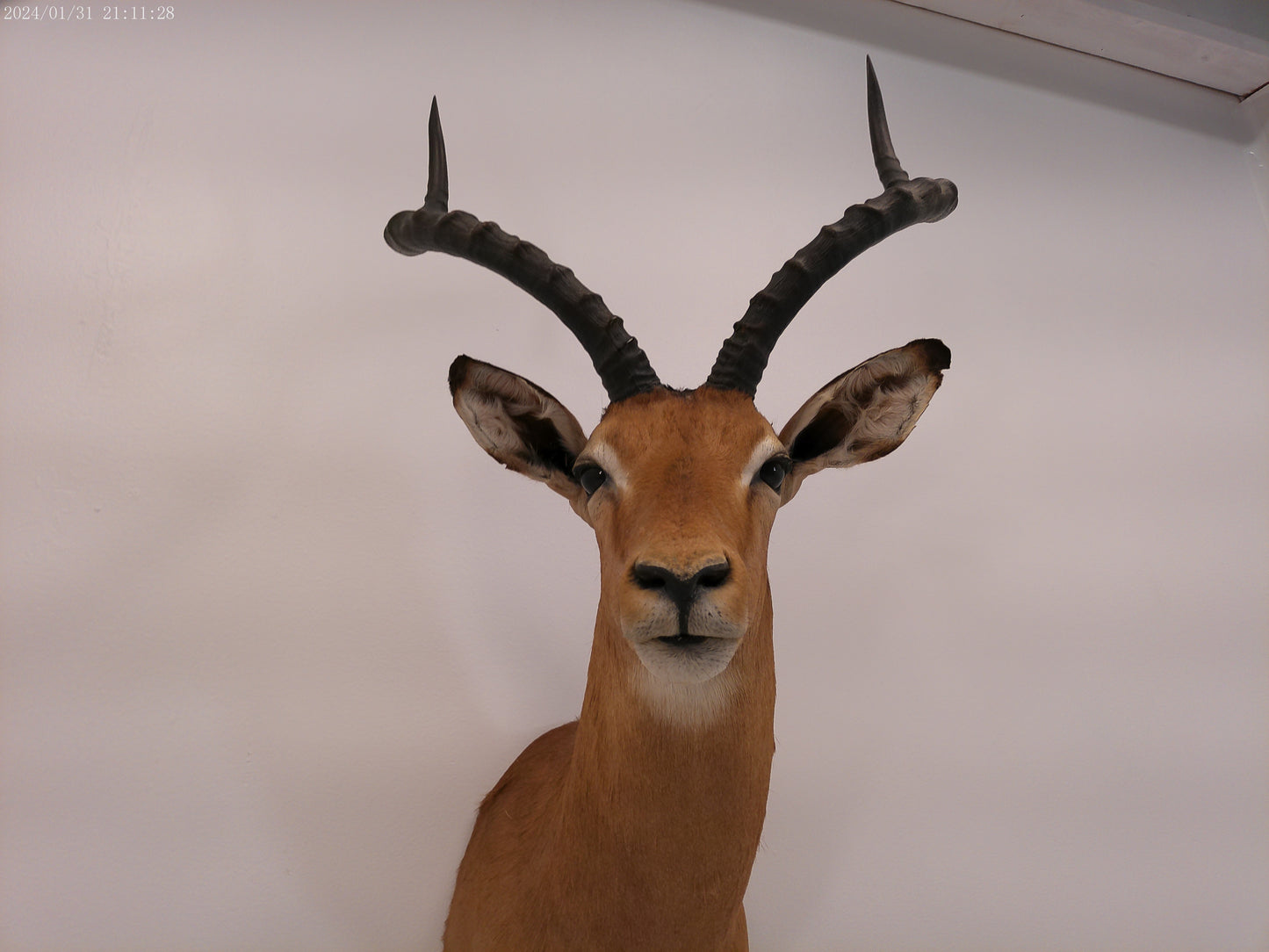 Impala Head Mount Taxidermy