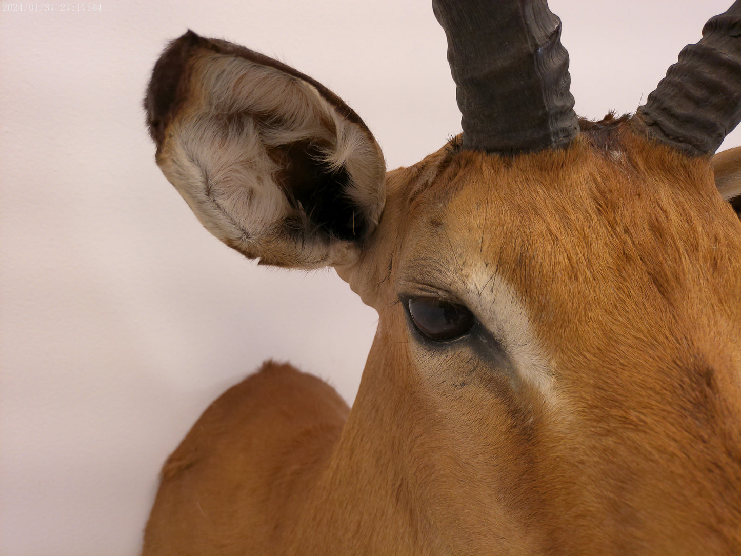 Impala Head Mount Taxidermy