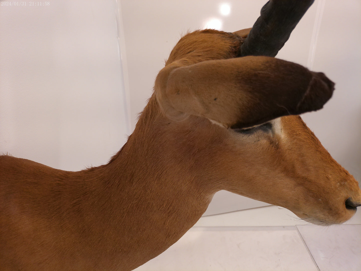 Impala Head Mount Taxidermy