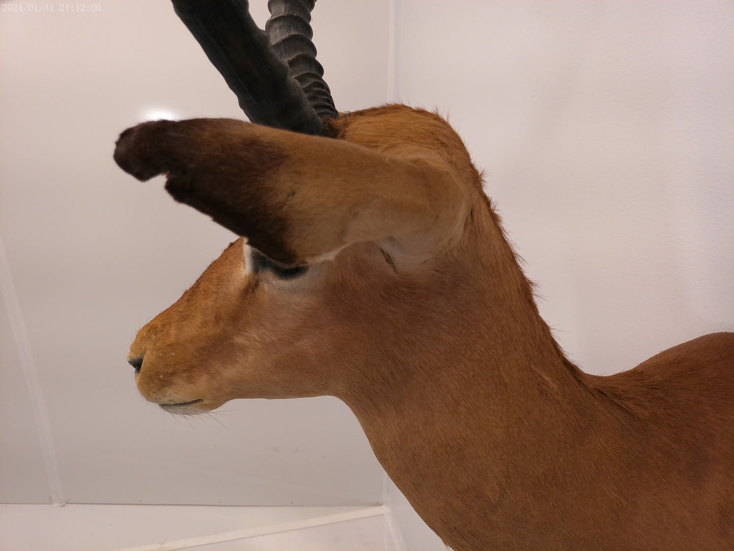 Impala Head Mount Taxidermy