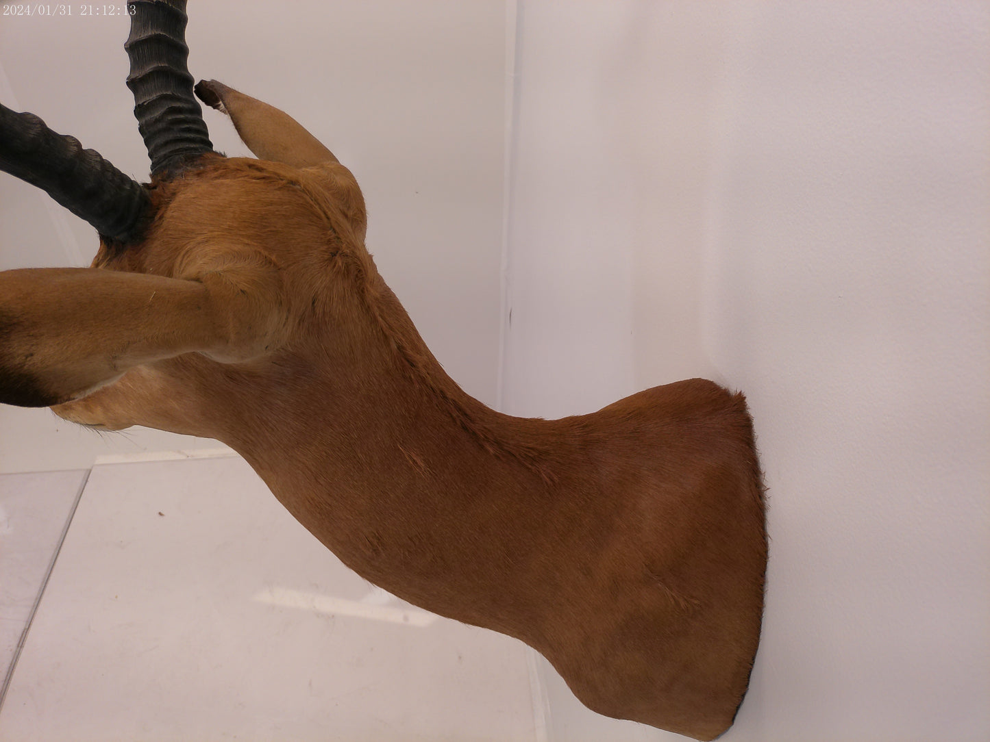 Impala Head Mount Taxidermy