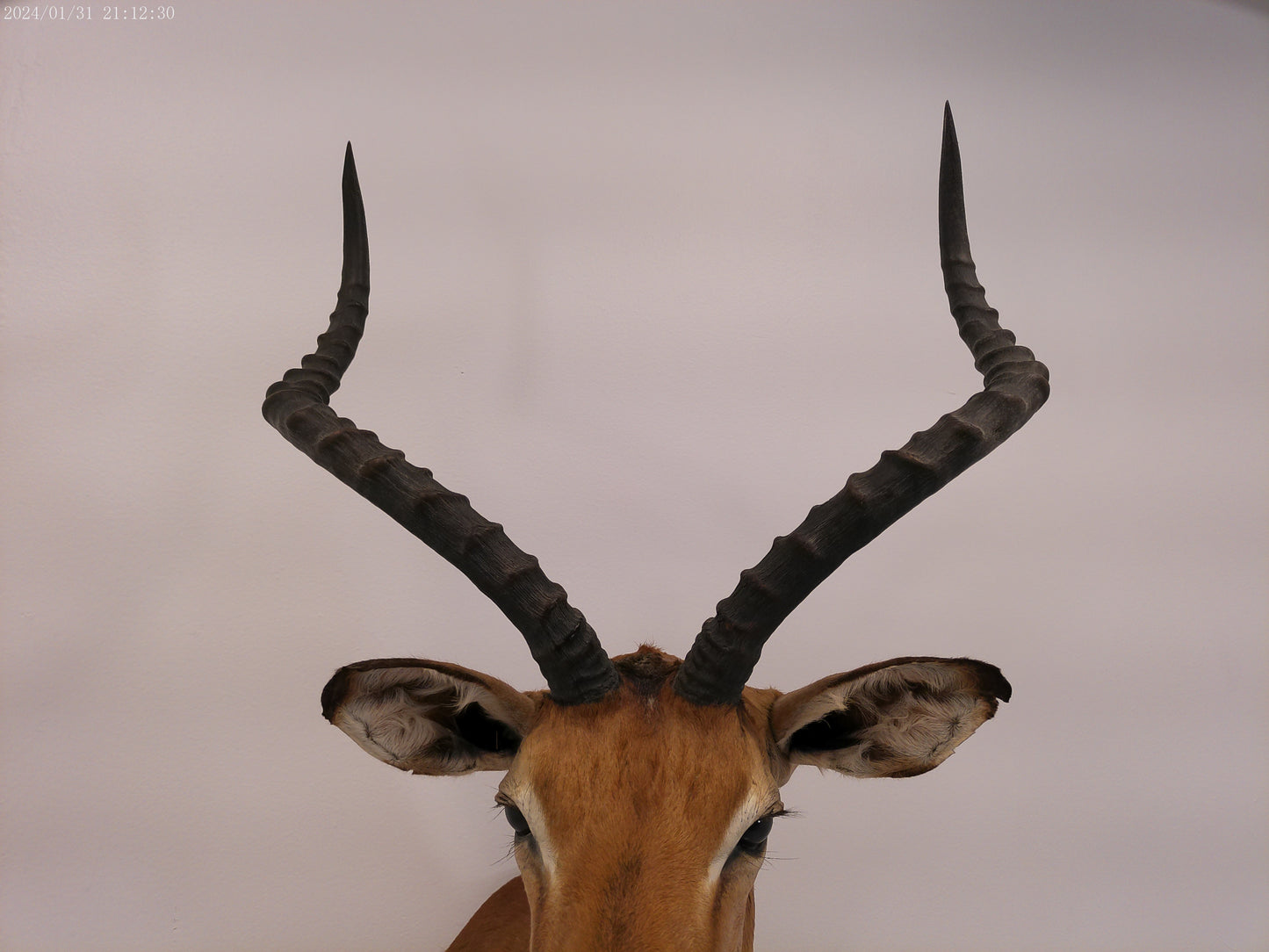 Impala Head Mount Taxidermy