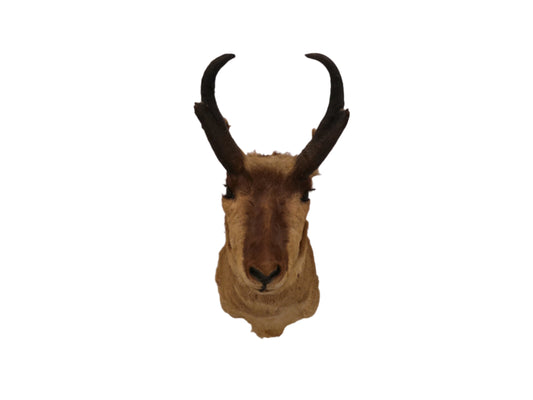 Antelope Whitetail Deer Head Shoulder Mount Cape Taxidermy