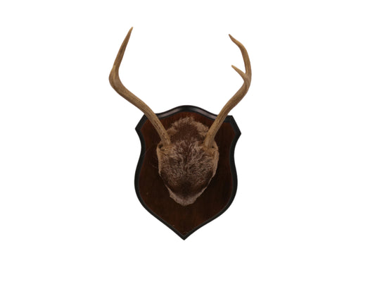 Deer Antler mounted on Wood mount taxidermy