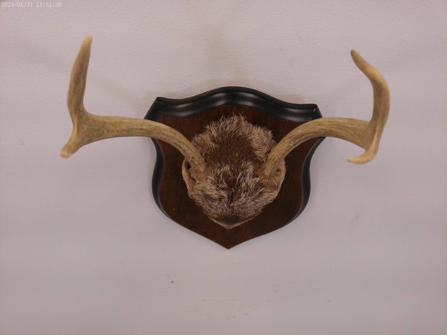 Deer Antler mounted on Wood mount taxidermy