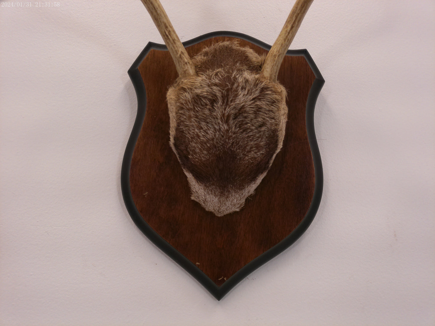 Deer Antler mounted on Wood mount taxidermy