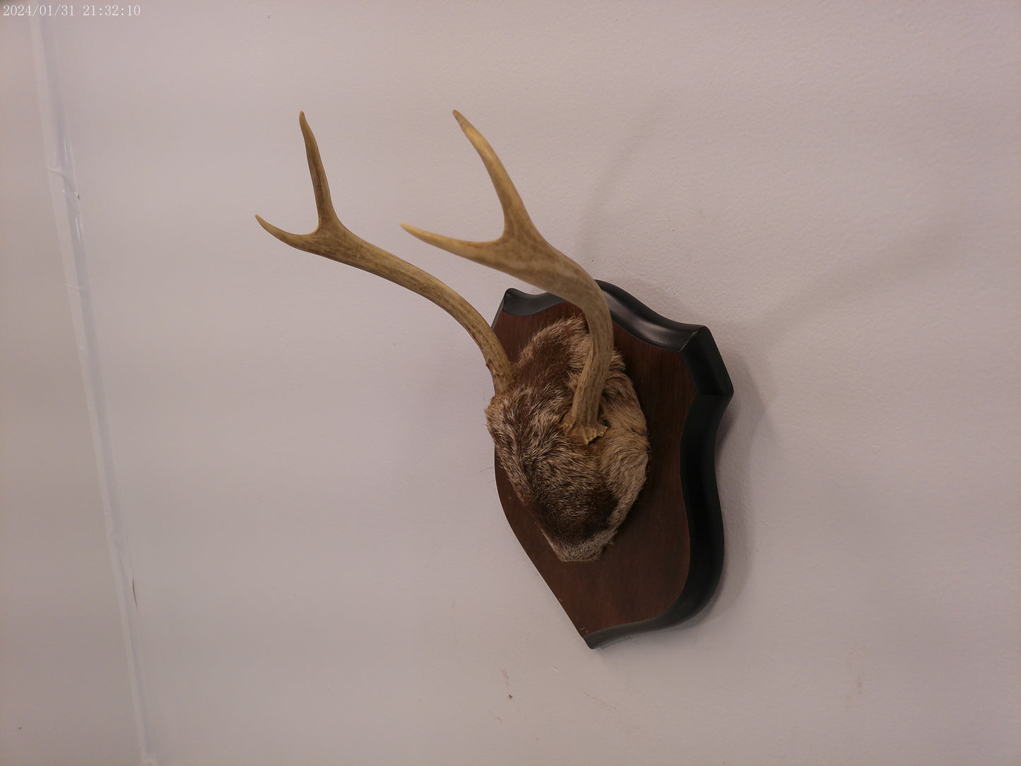 Deer Antler mounted on Wood mount taxidermy