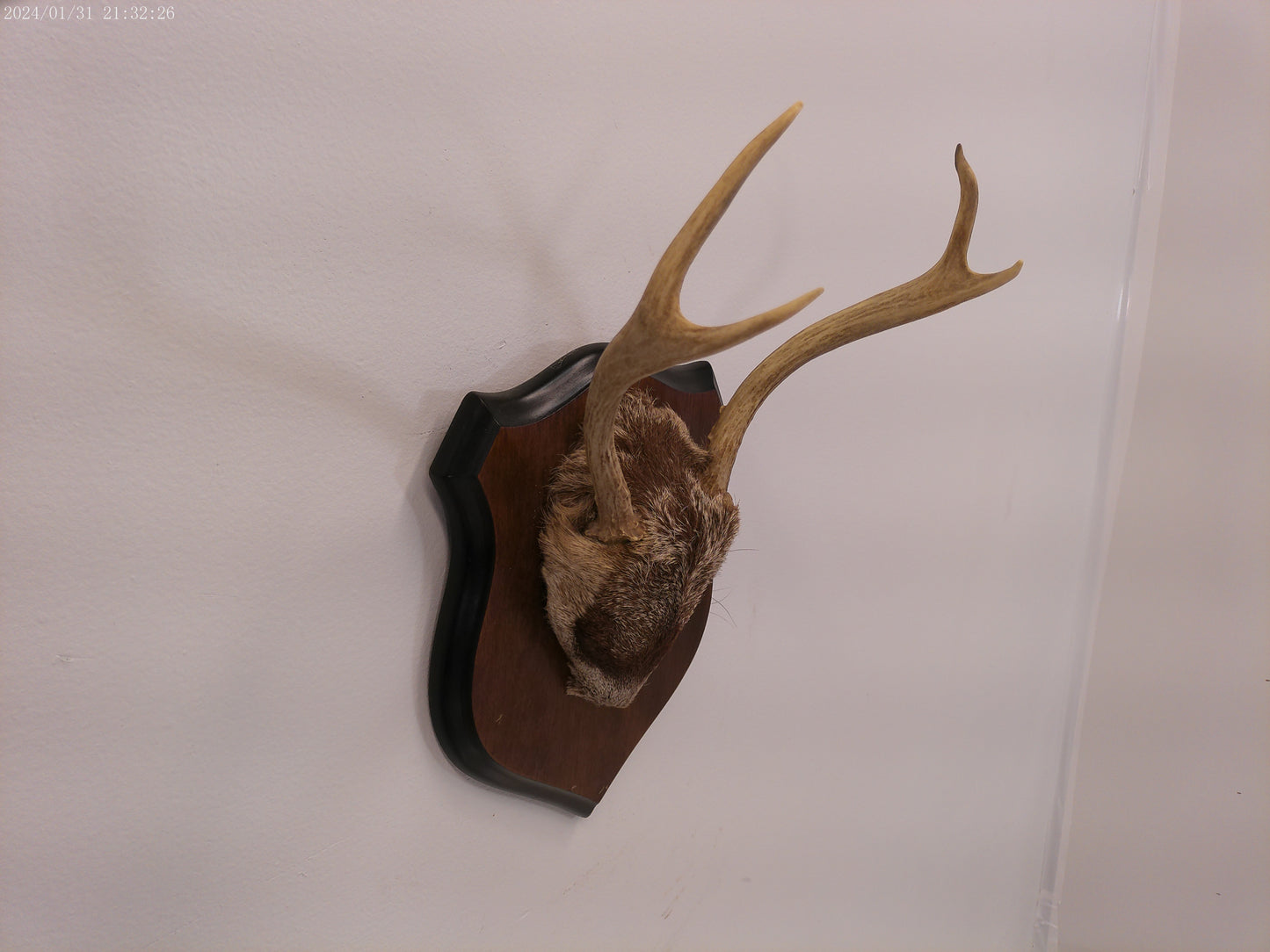 Deer Antler mounted on Wood mount taxidermy
