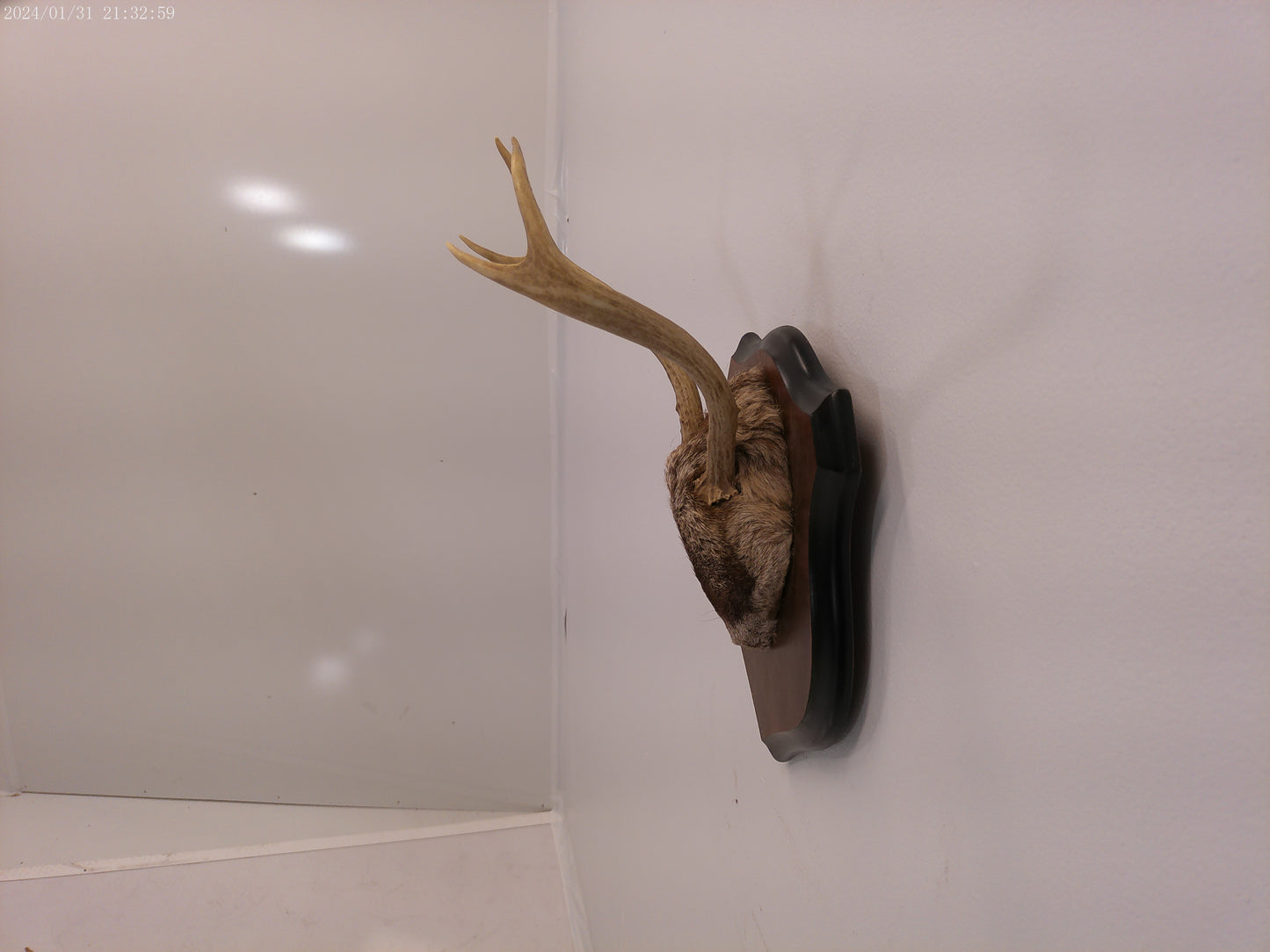 Deer Antler mounted on Wood mount taxidermy