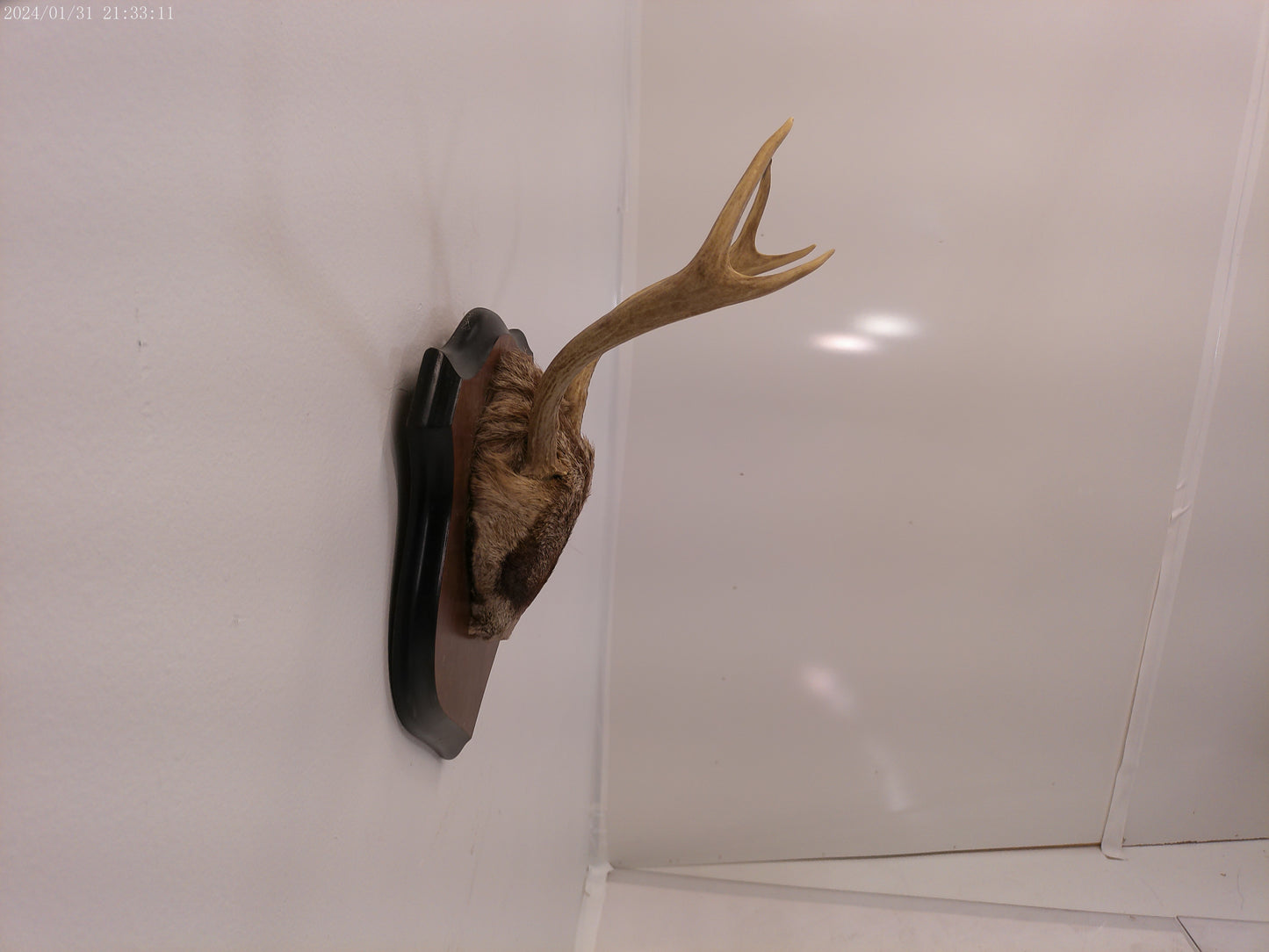 Deer Antler mounted on Wood mount taxidermy