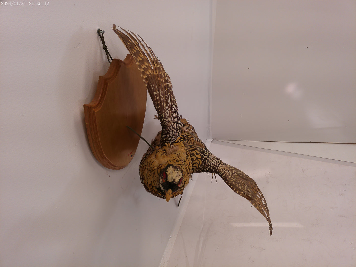 Pheasant Taxidermy Bird Mount
