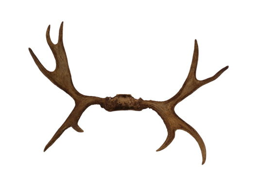 Large pair Of Deer Antlers Taxidermy