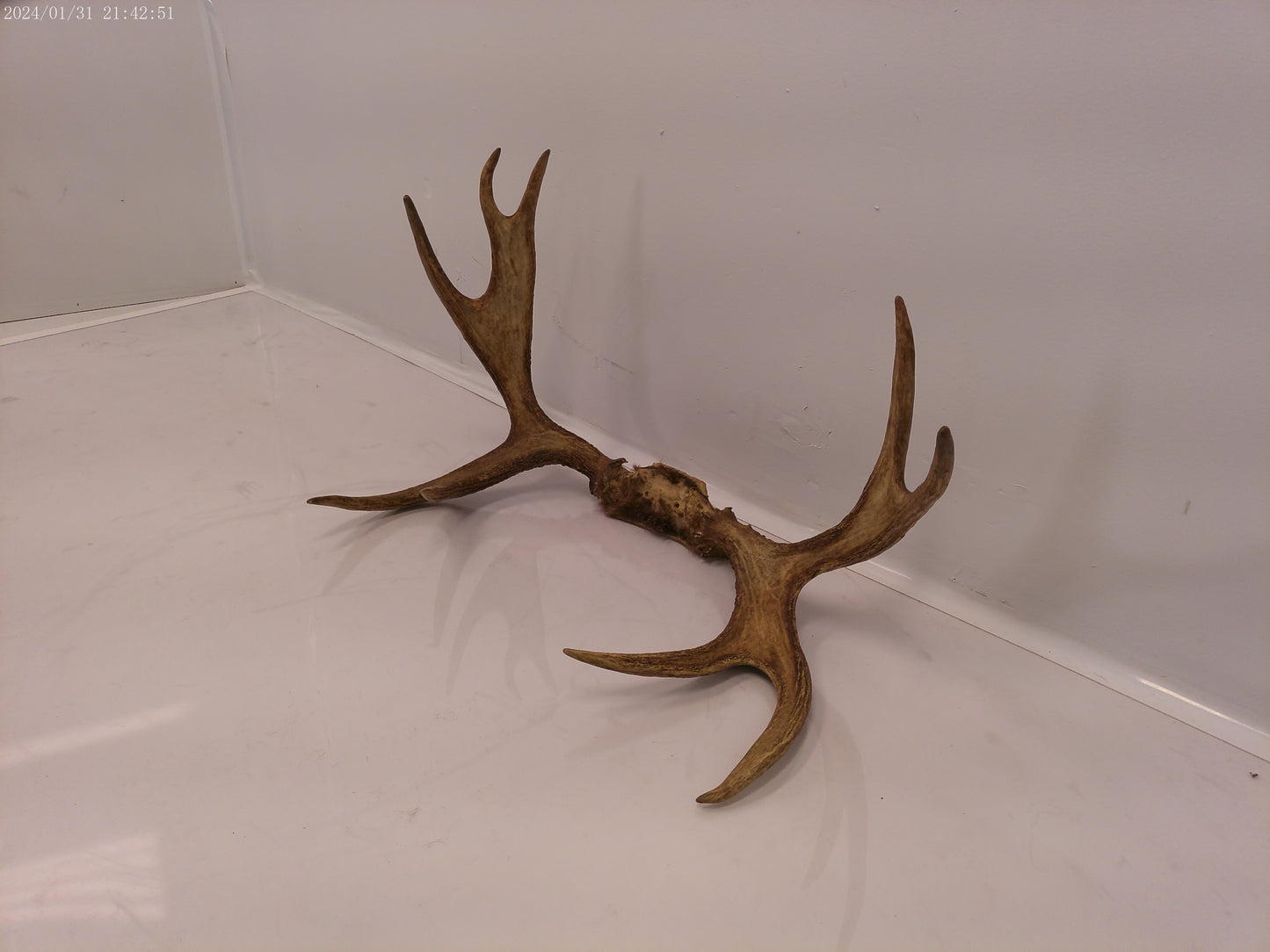 Large pair Of Deer Antlers Taxidermy