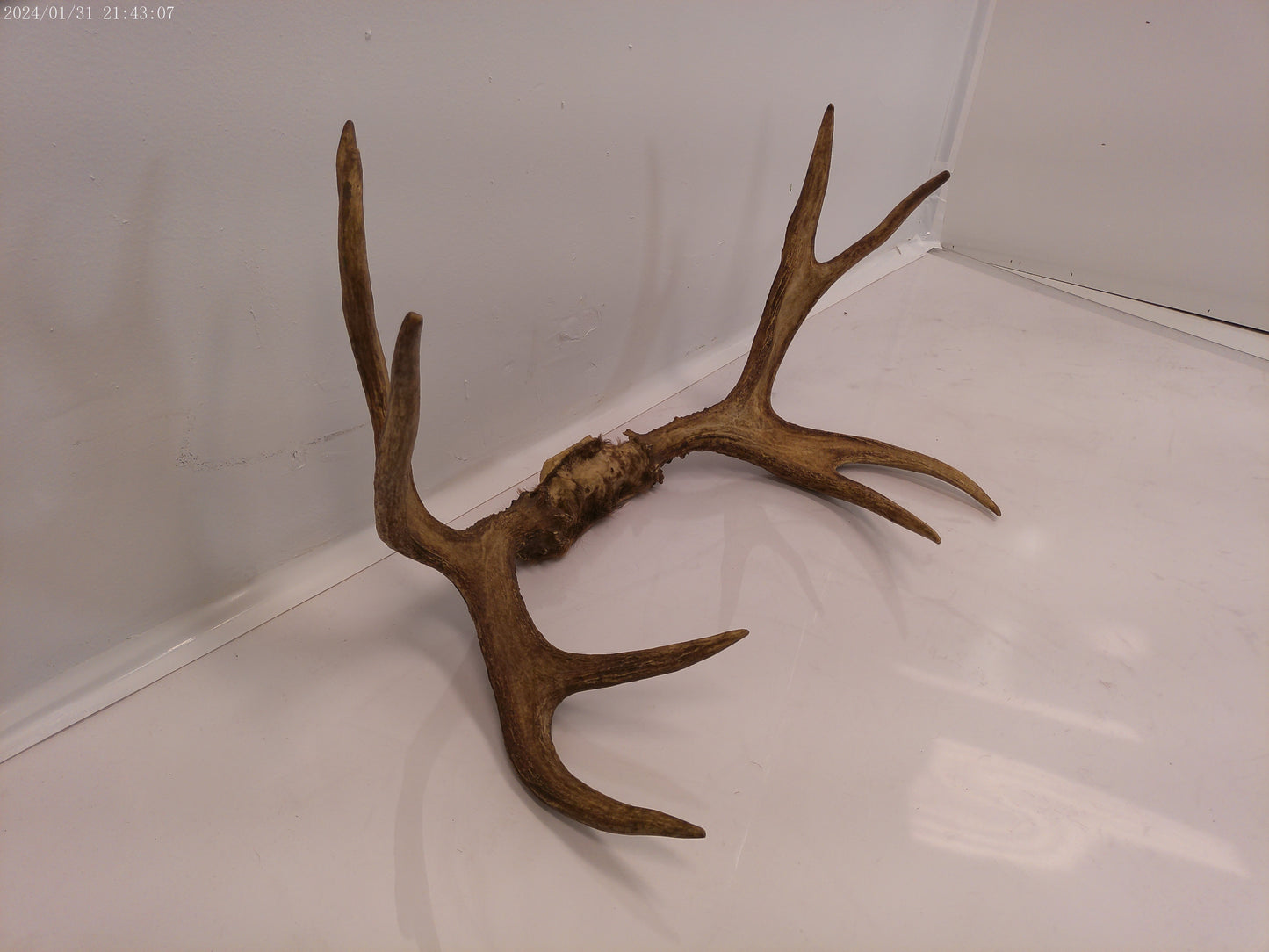 Large pair Of Deer Antlers Taxidermy