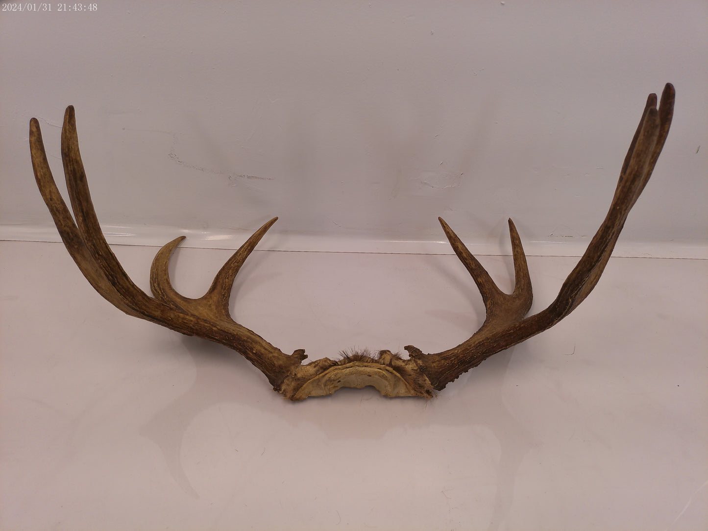 Large pair Of Deer Antlers Taxidermy