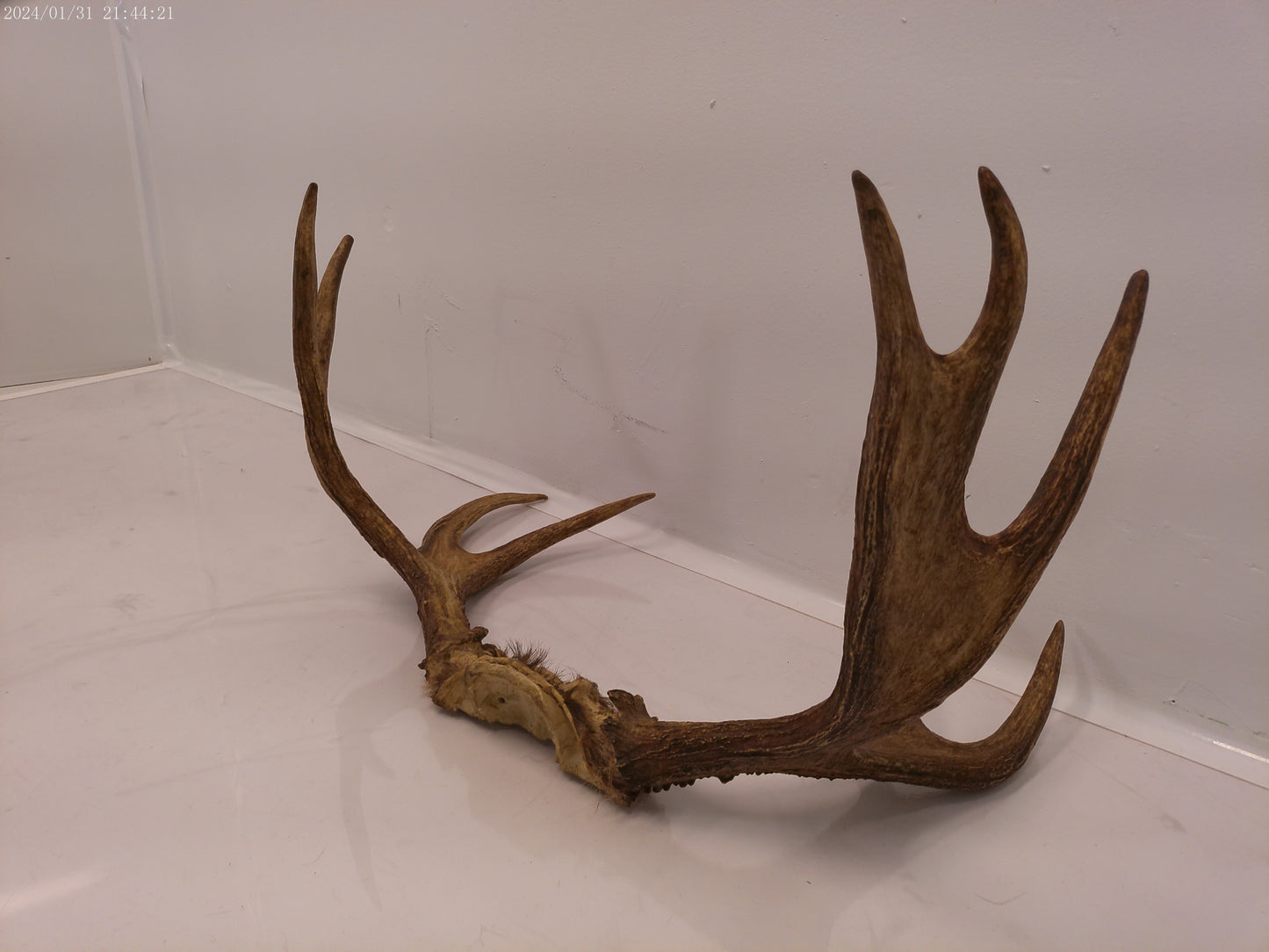 Large pair Of Deer Antlers Taxidermy