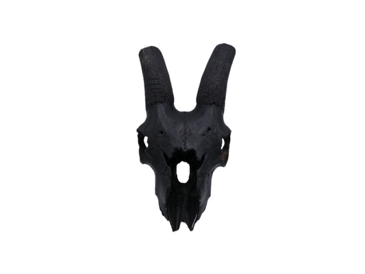 Spanish Ibex Skull painted black taxidermy skull