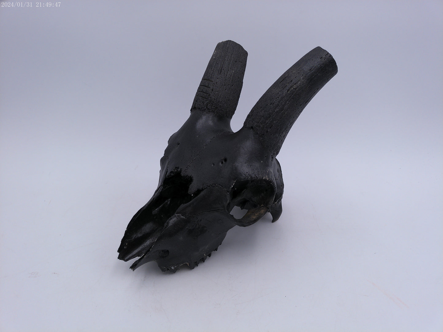 Spanish Ibex Skull painted black taxidermy skull