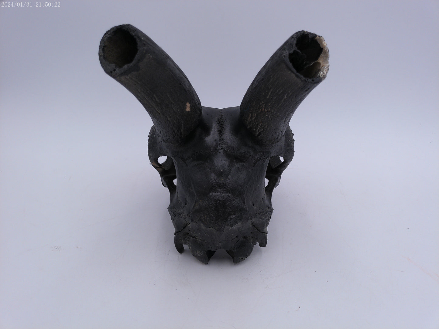 Spanish Ibex Skull painted black taxidermy skull