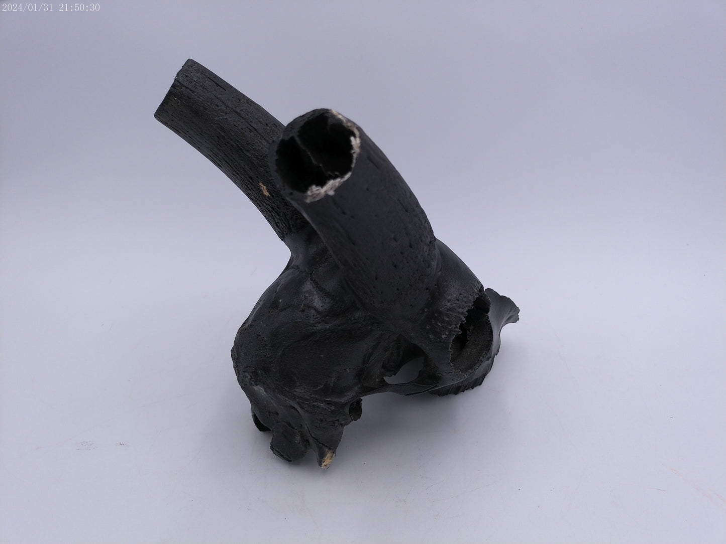 Spanish Ibex Skull painted black taxidermy skull
