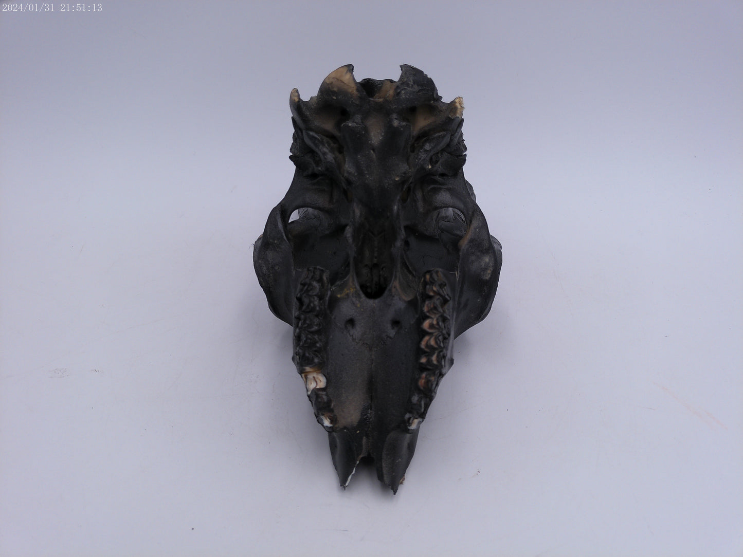 Spanish Ibex Skull painted black taxidermy skull