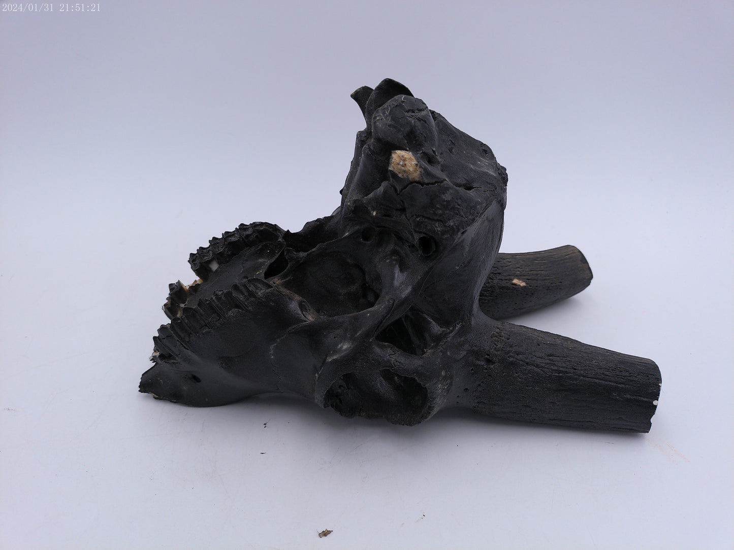Spanish Ibex Skull painted black taxidermy skull