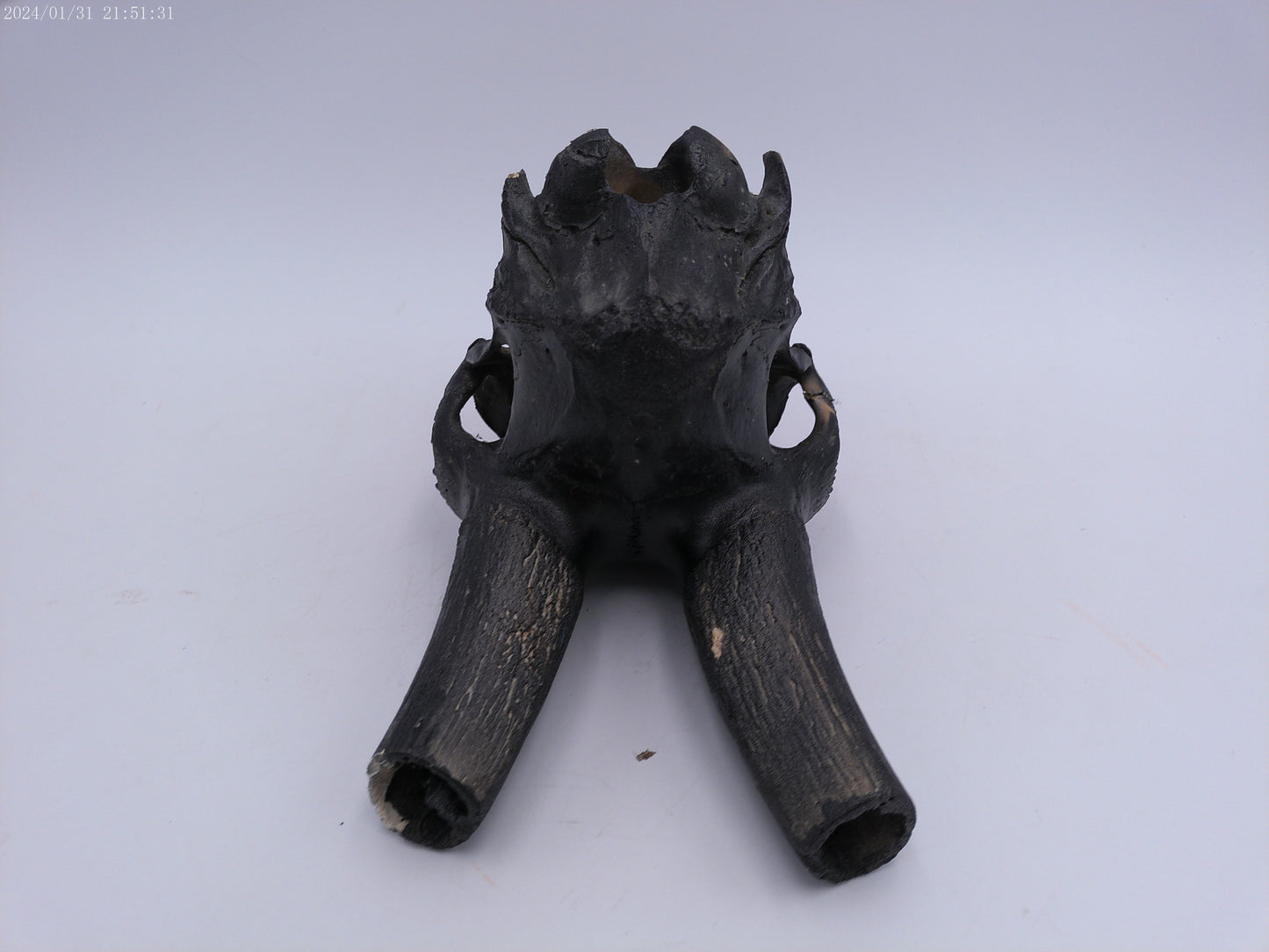 Spanish Ibex Skull painted black taxidermy skull