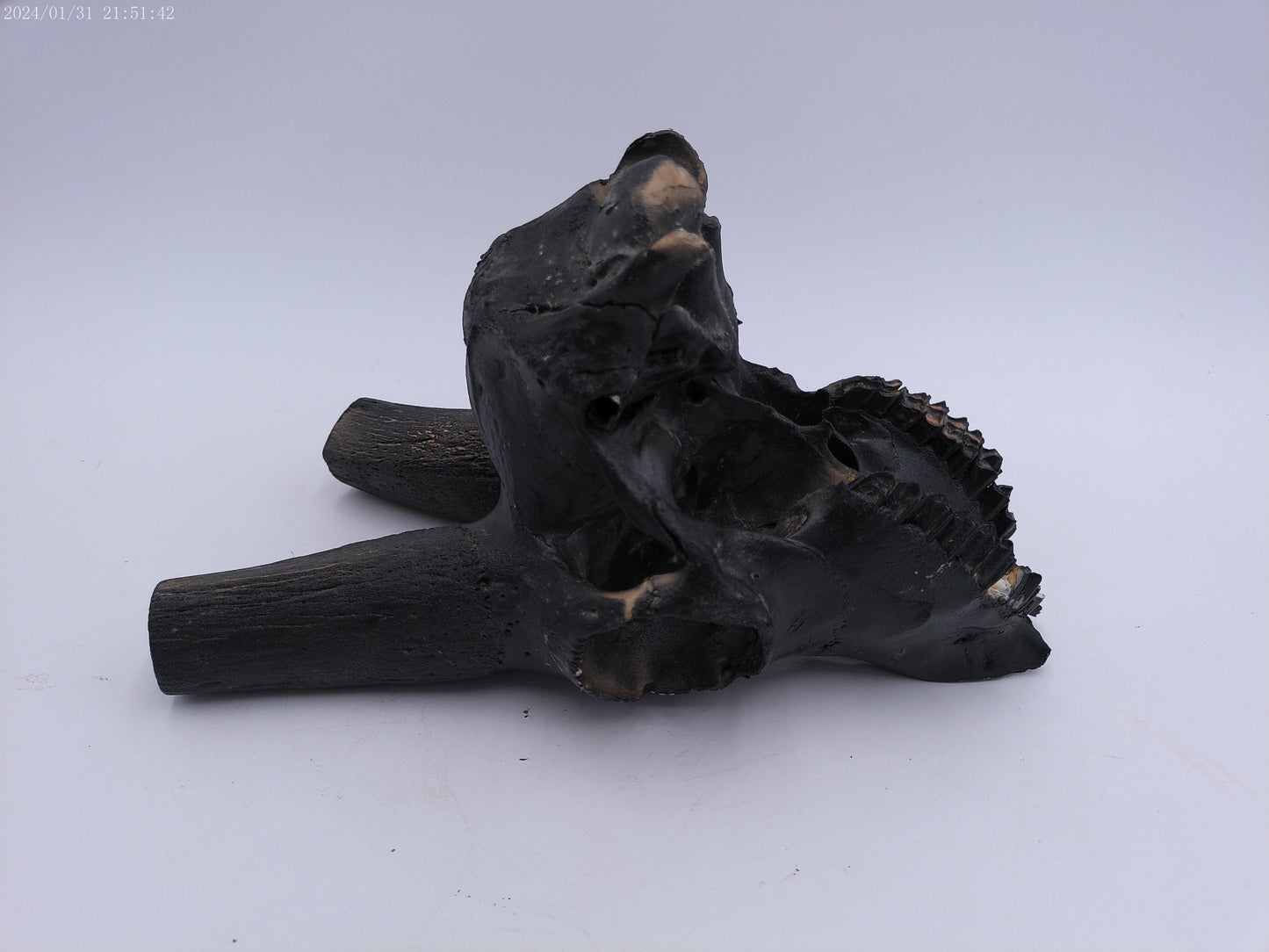 Spanish Ibex Skull painted black taxidermy skull