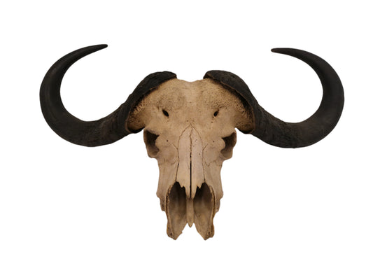 African Water Buffalo Horn Head Mount