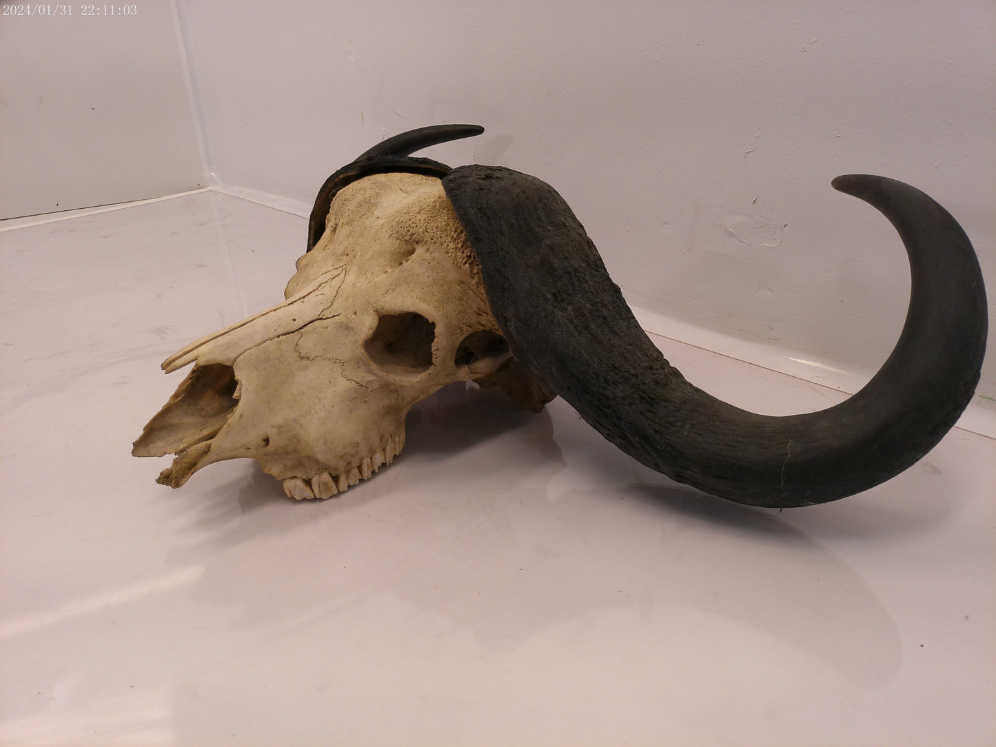 African Water Buffalo Horn Head Mount