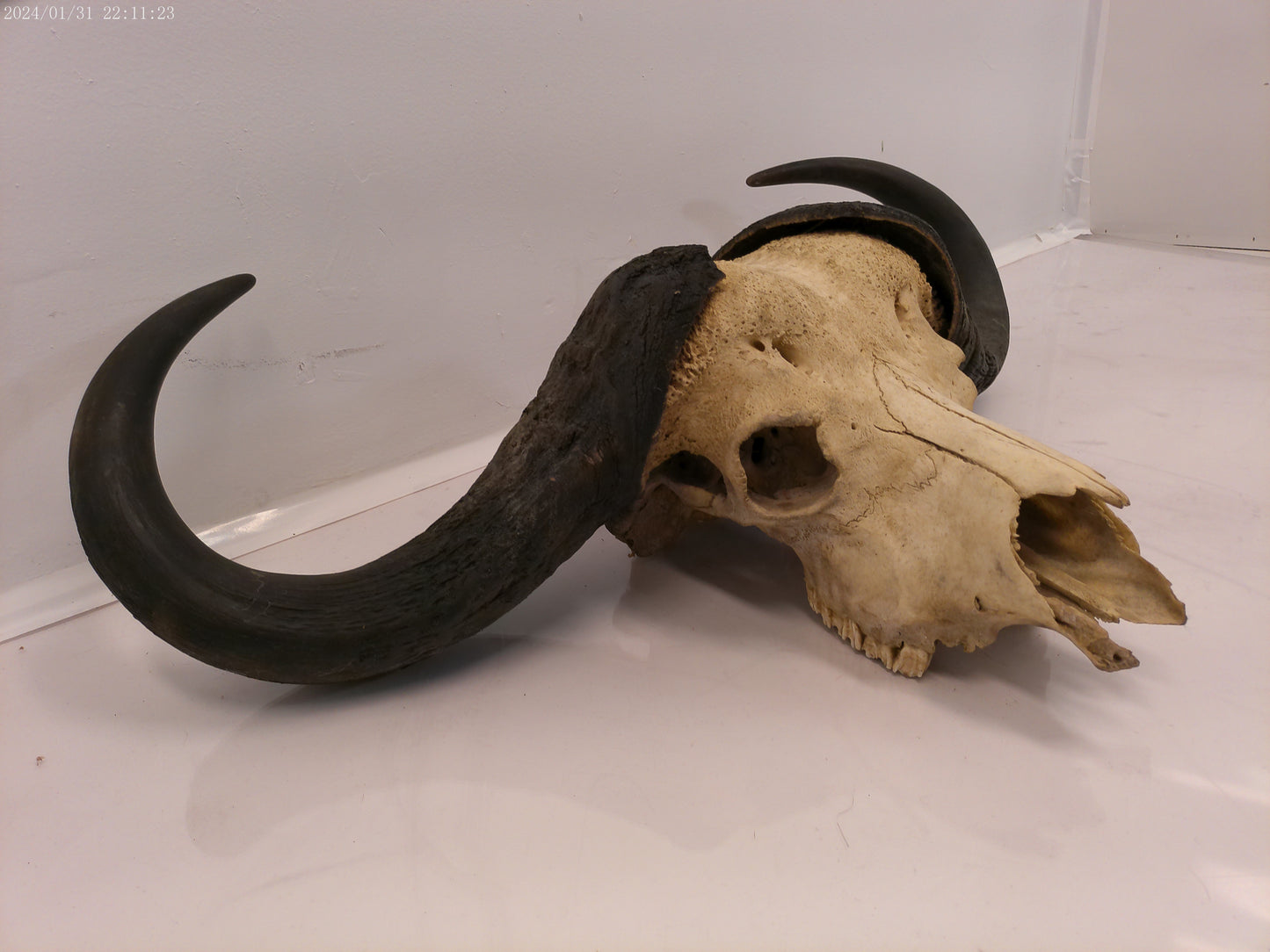 African Water Buffalo Horn Head Mount