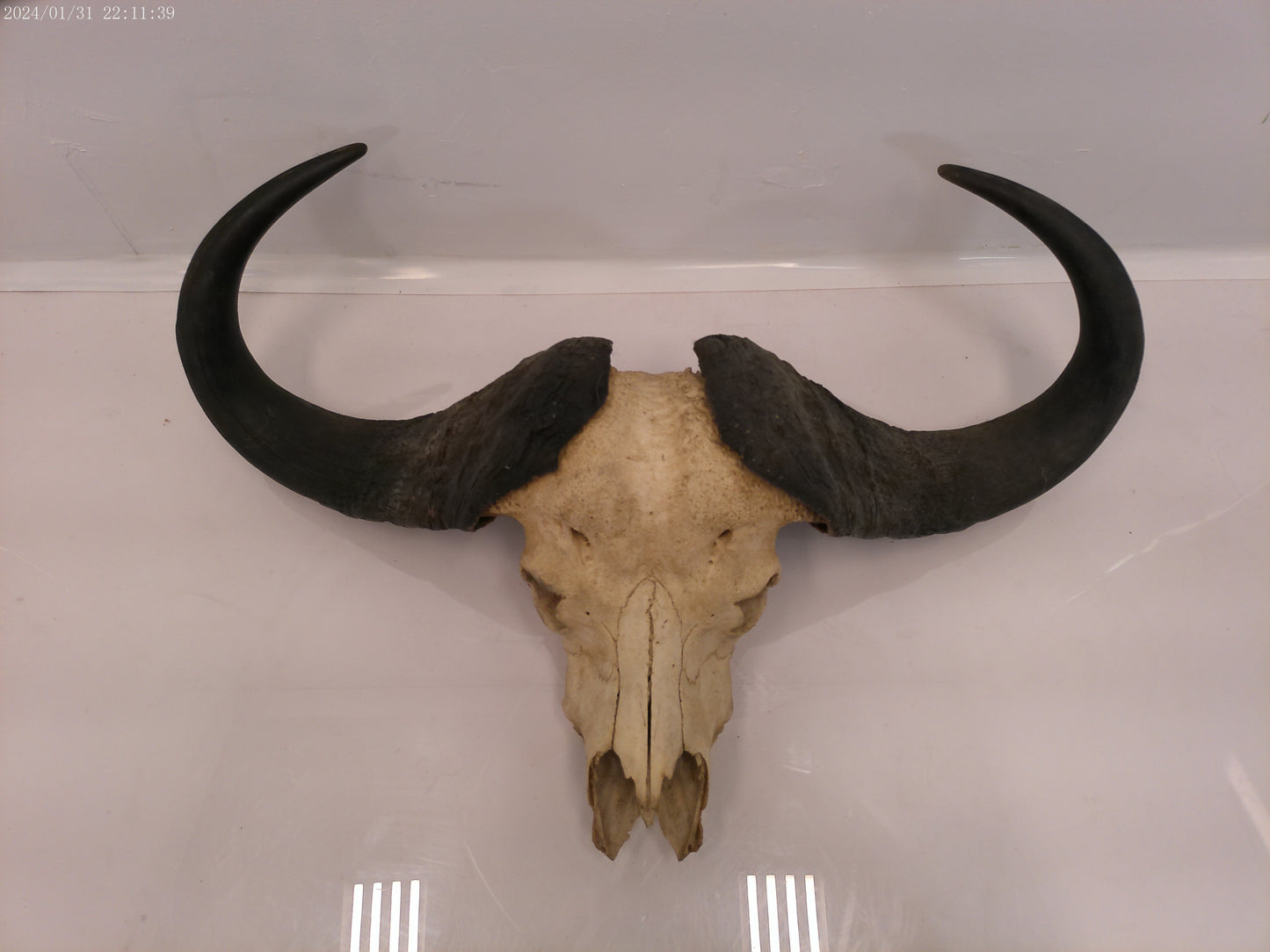 African Water Buffalo Horn Head Mount