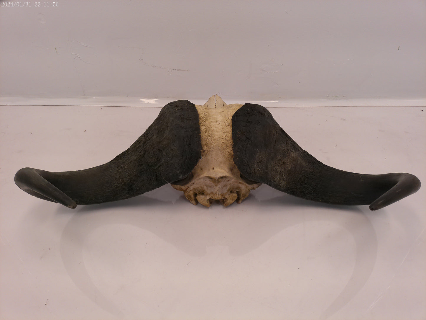 African Water Buffalo Horn Head Mount