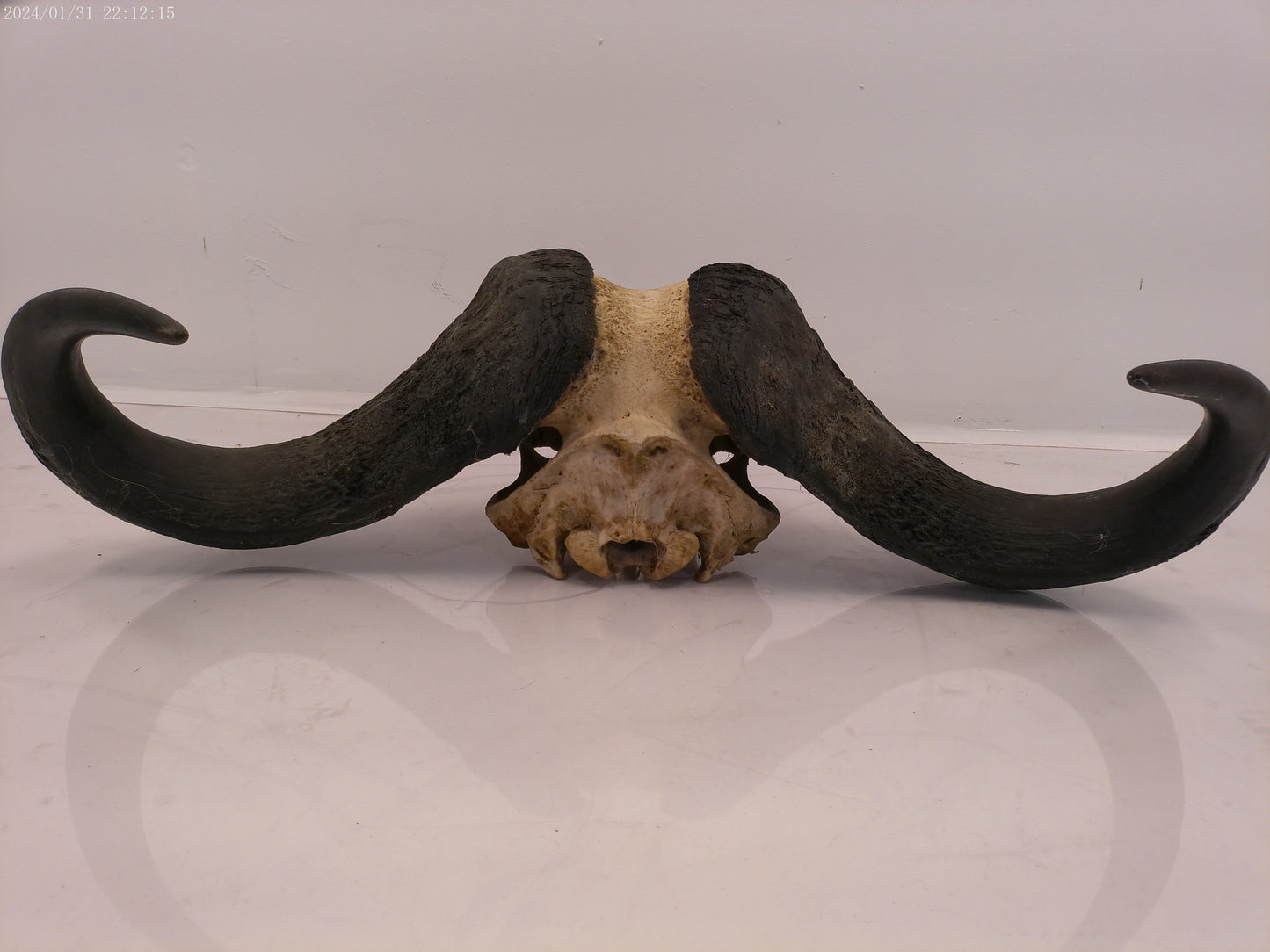 African Water Buffalo Horn Head Mount