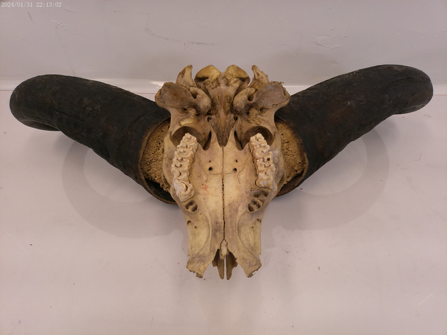 African Water Buffalo Horn Head Mount