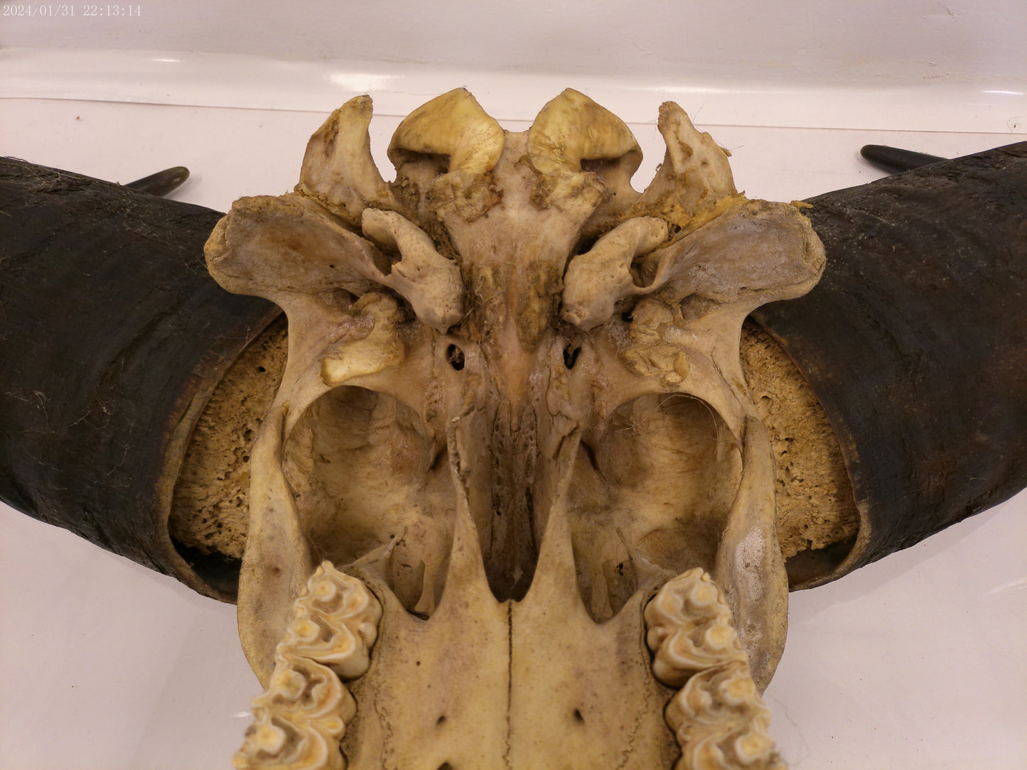 African Water Buffalo Horn Head Mount