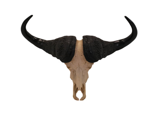 African Water Buffalo large horns