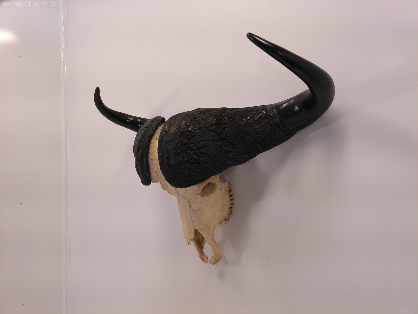 African Water Buffalo large horns