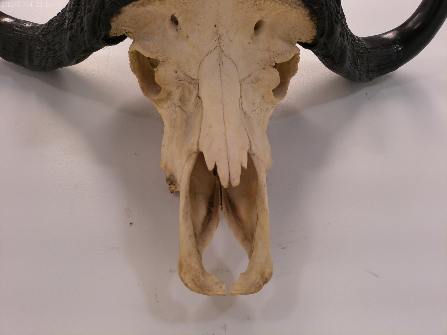 African Water Buffalo large horns