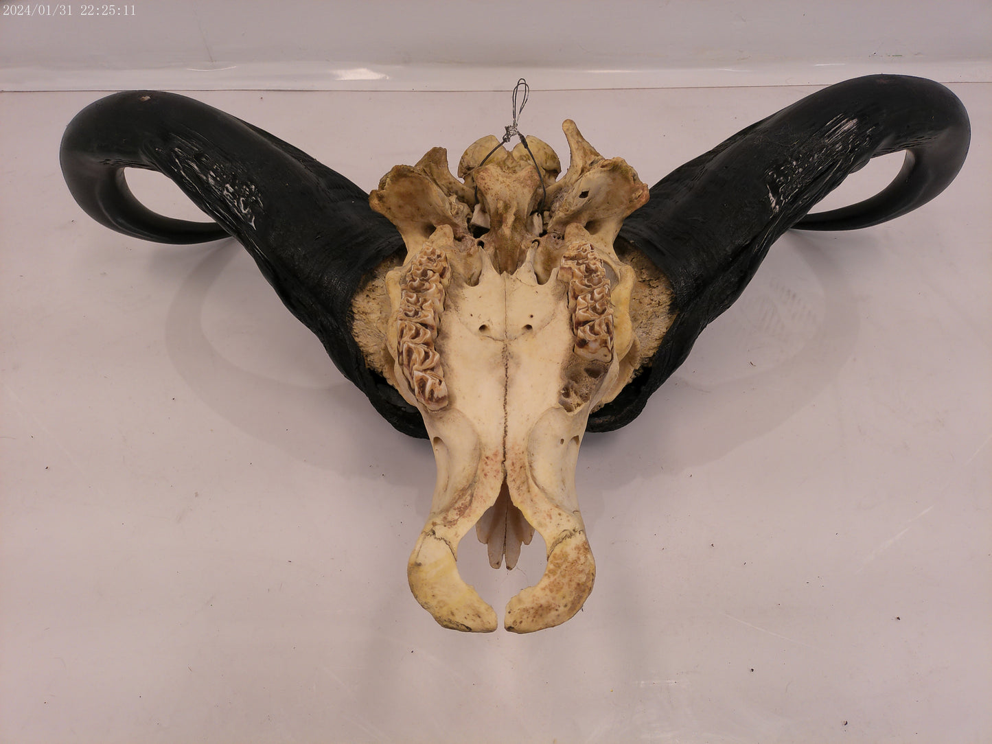 African Water Buffalo large horns