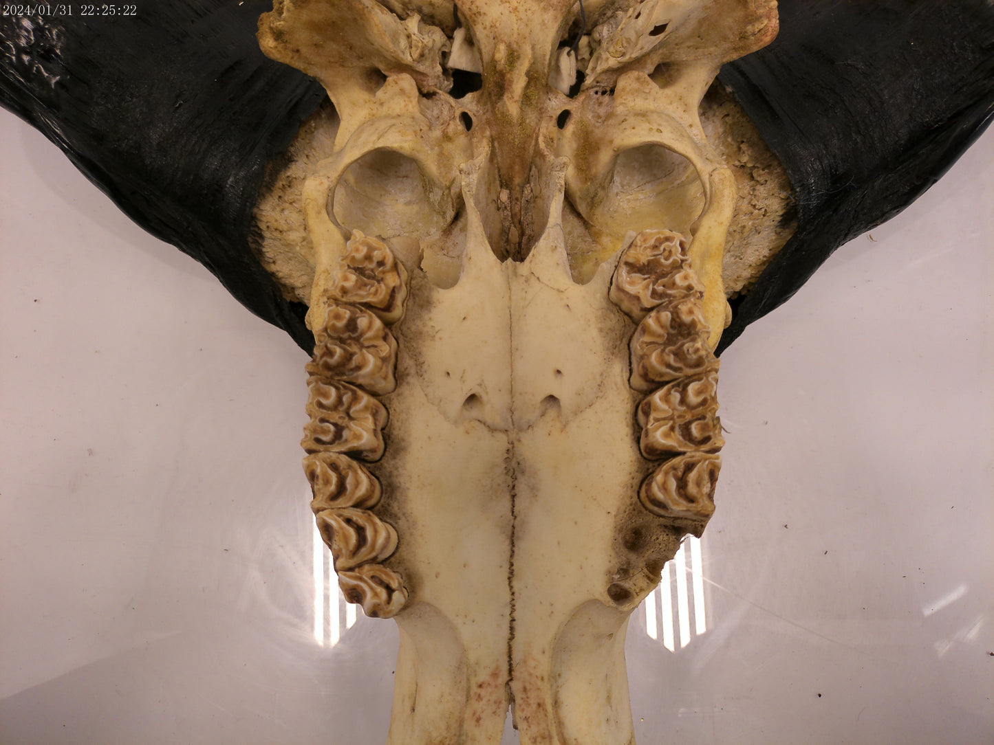 African Water Buffalo large horns