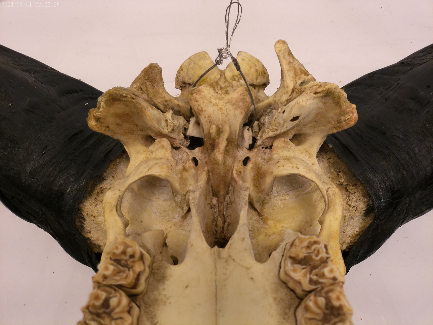African Water Buffalo large horns