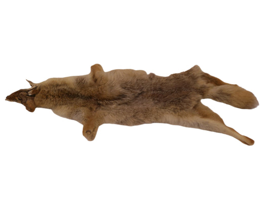 Vintage Collectible Full Size Brown Fox Fur pelt taxidermy