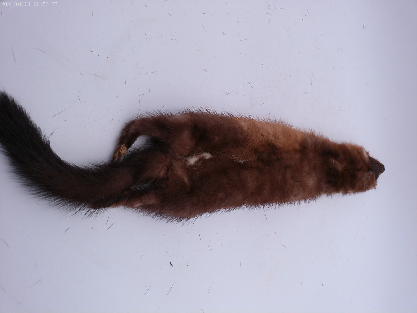 Lot of 4 mink pelts Vintage Fur Stole 4 Heads & Tails