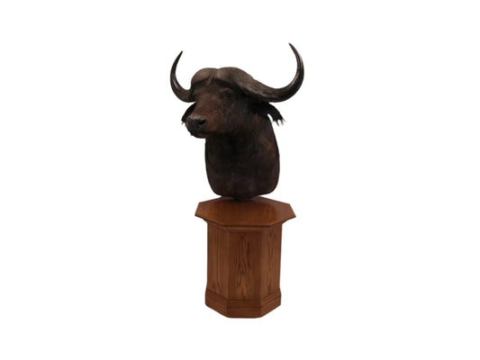 African Water Buffalo With Oak Cabin on Wheels Taxidermy