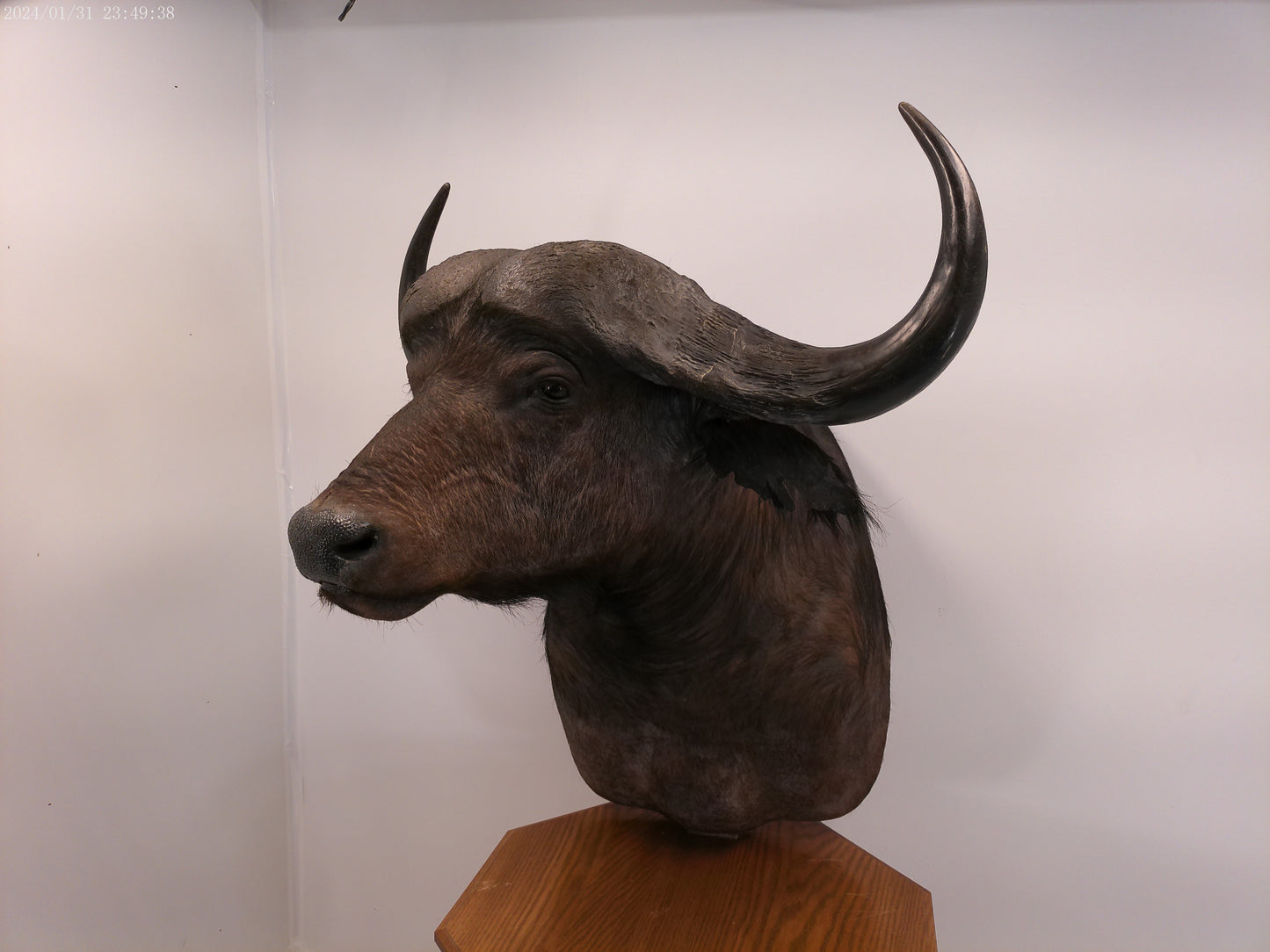 African Water Buffalo With Oak Cabin on Wheels Taxidermy