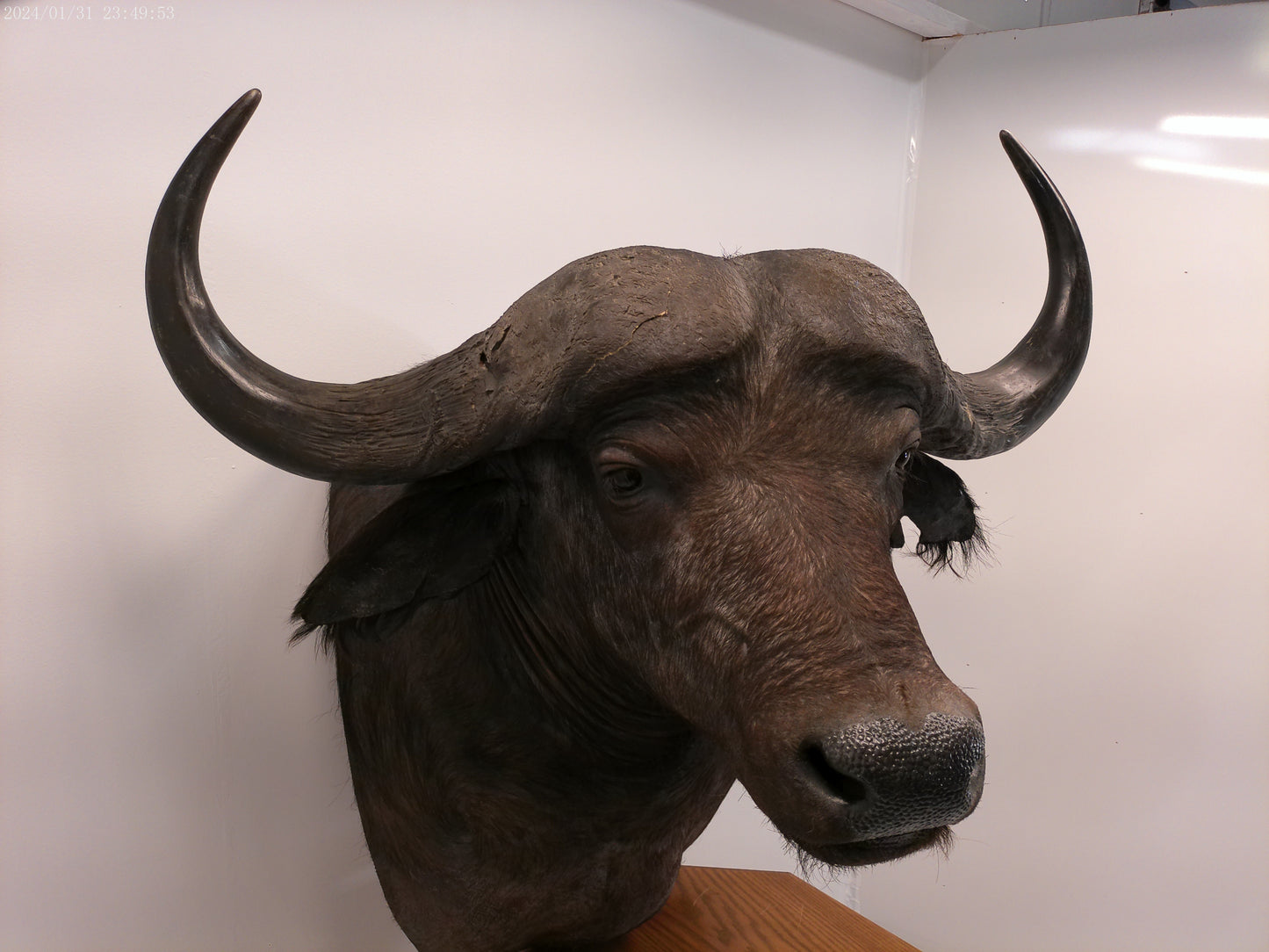 African Water Buffalo With Oak Cabin on Wheels Taxidermy