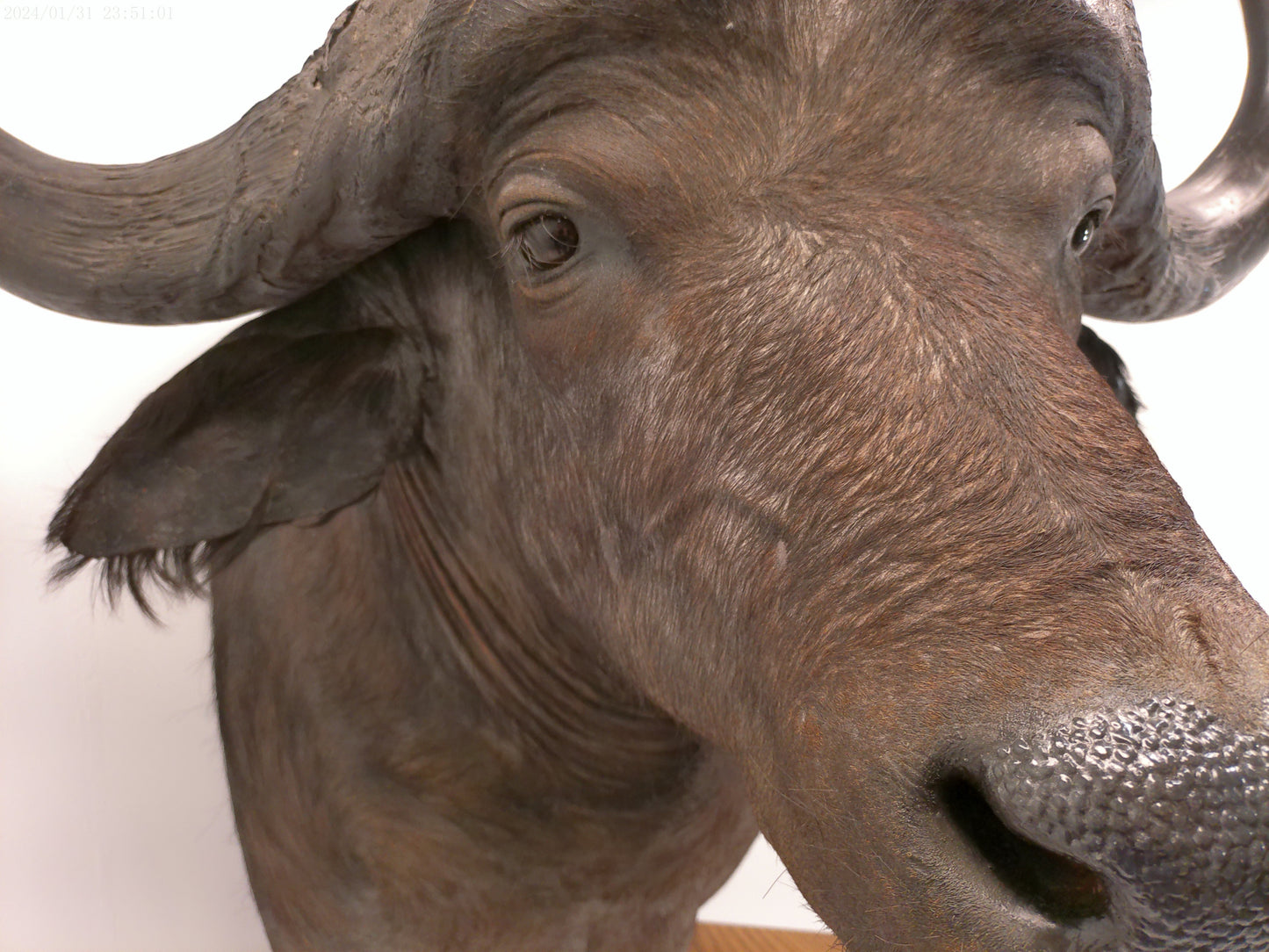 African Water Buffalo With Oak Cabin on Wheels Taxidermy