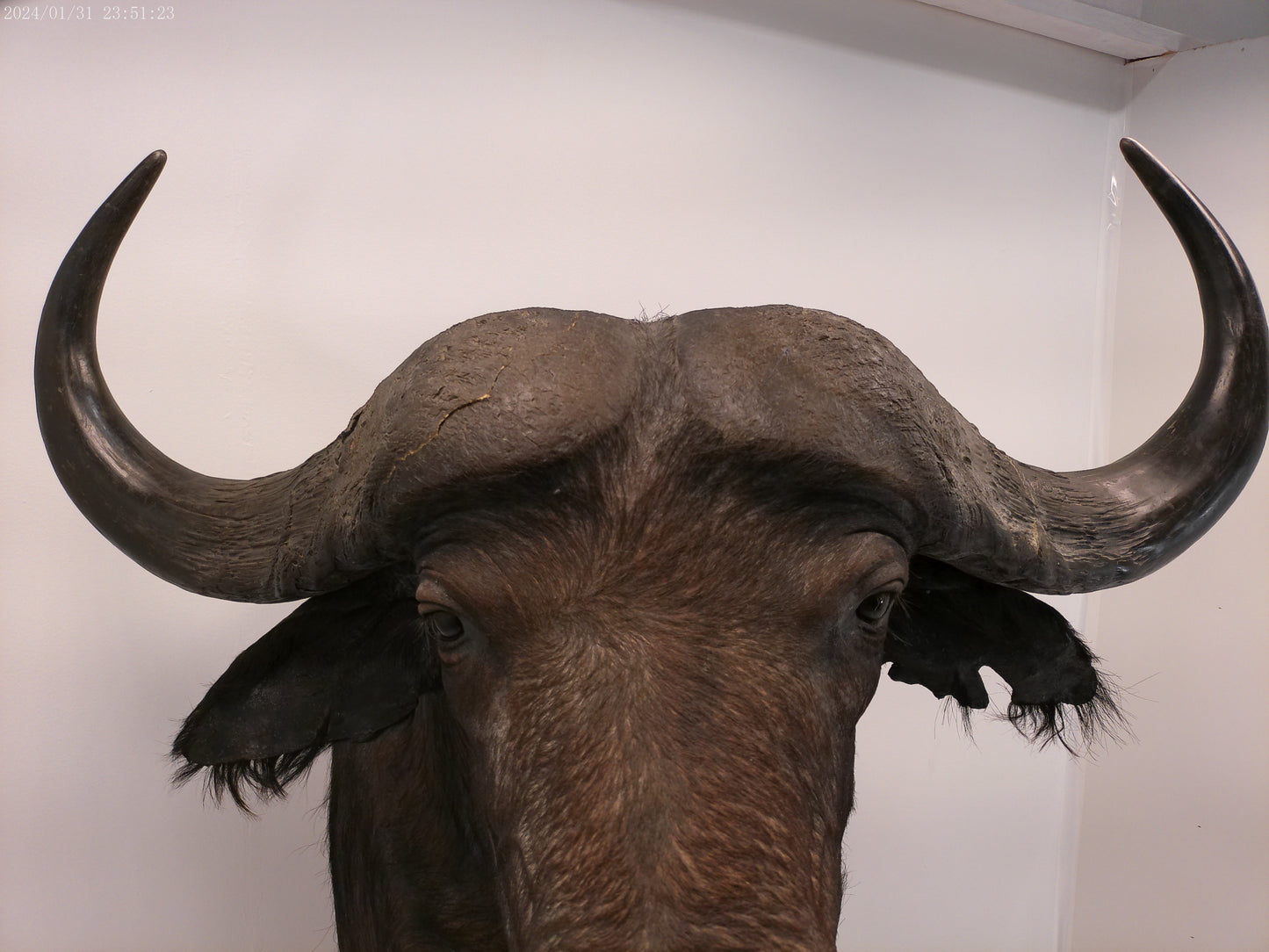 African Water Buffalo With Oak Cabin on Wheels Taxidermy