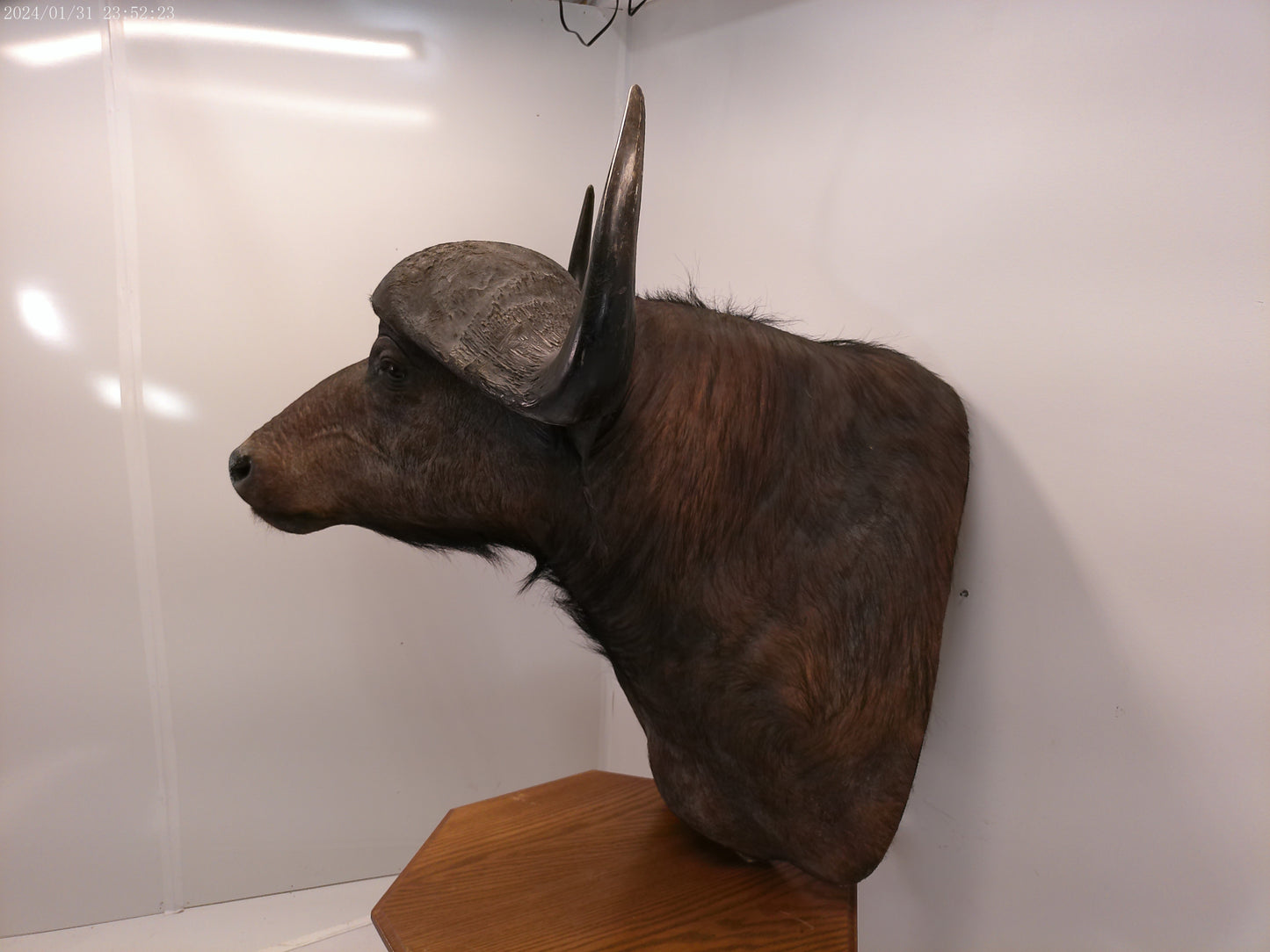 African Water Buffalo With Oak Cabin on Wheels Taxidermy